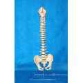 Life Size Human Flexible Spine Vertebra Modelo Médico para la Enseñanza (R020711A)